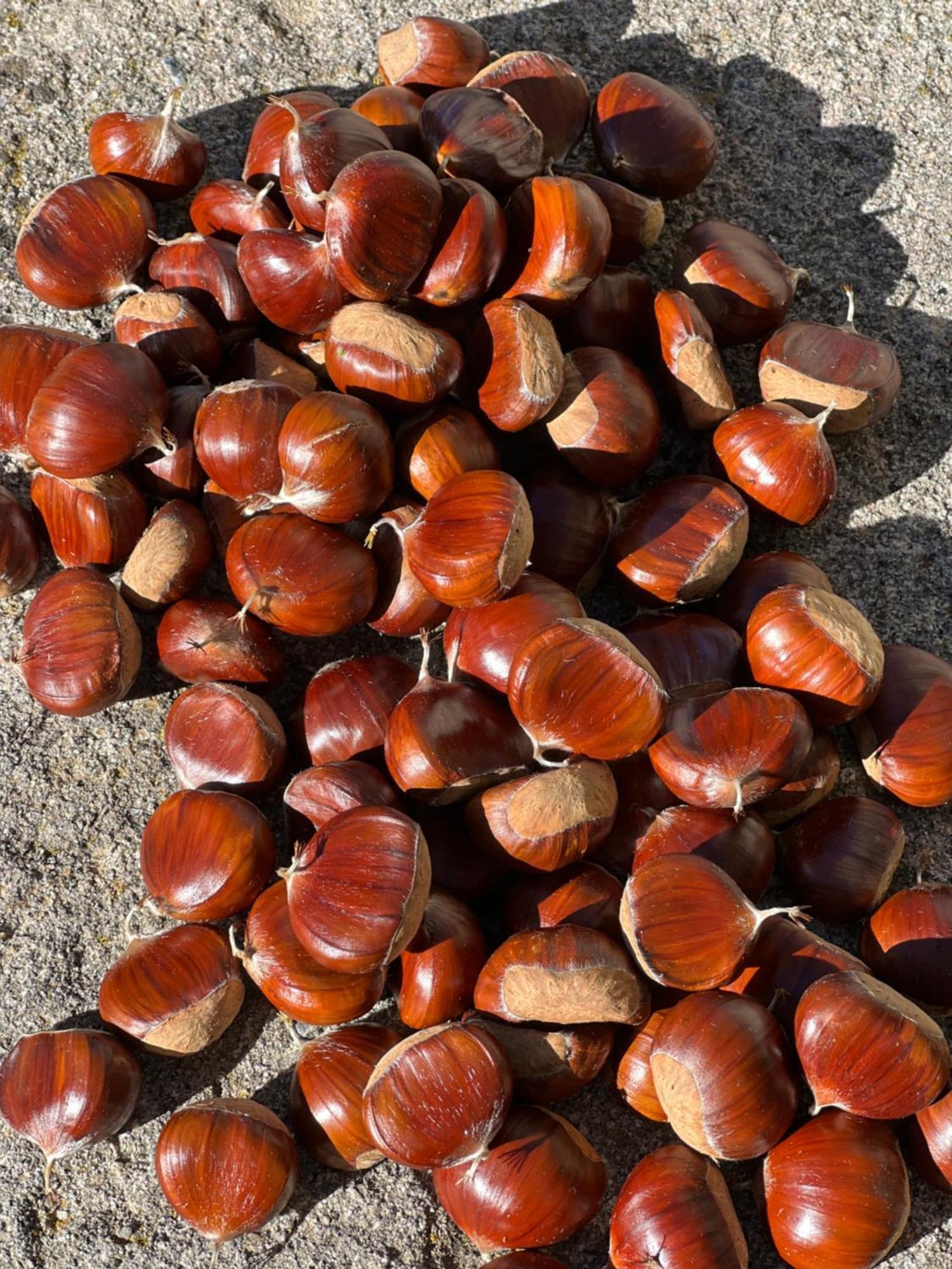 كاستل ديل بيانو B&B Podere Legnotorto المظهر الخارجي الصورة