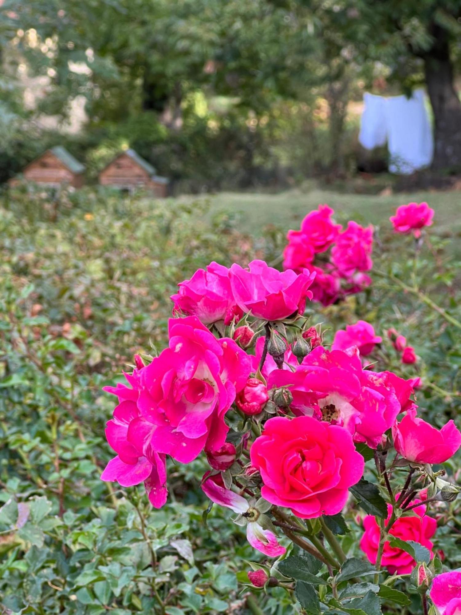 كاستل ديل بيانو B&B Podere Legnotorto المظهر الخارجي الصورة